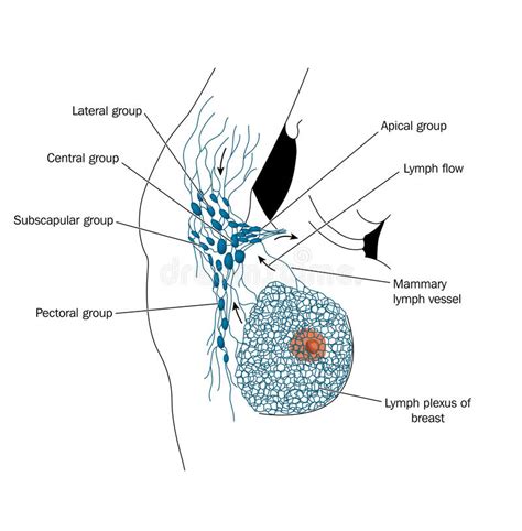 Axillary Lymph Nodes Stock Vector Illustration Of Central 14063213