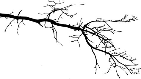 15 Tree Branch Silhouettes Png Transparent