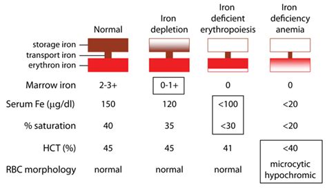 Development Of Iron Deficiency Anemia Eclinpath