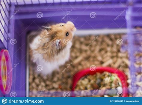 Fluffy Hamster In A Cage Funny Syrian Angora Pet Stock Image Image