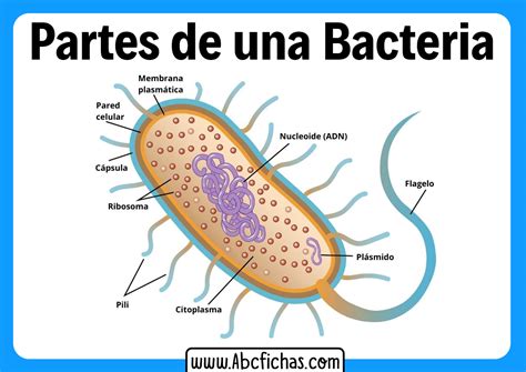 Estructura Interna Y Partes De Una Bacteria