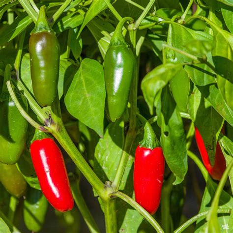 Pepper Jalapeno — Green Acres Nursery And Supply