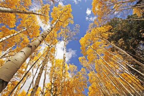 Quaking Aspen Just Needs Governors Signature To Become