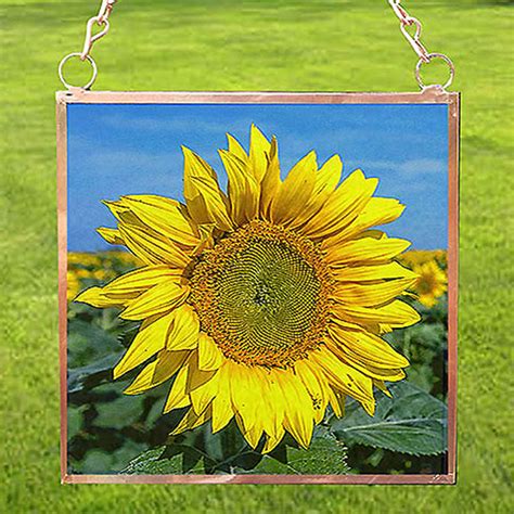 Sunflower Field Sunspot Night Light Designs