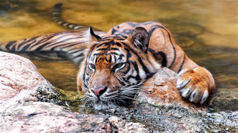 Beautiful Floating Tiger Wallpapers And Images