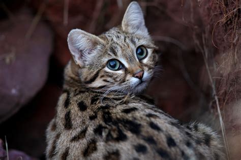 Meet The Black Footed Cat The Worlds Deadliest Feline 8 Pics Beopeo