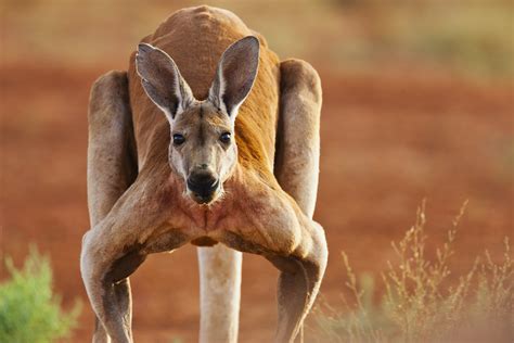 The Meaning And Symbolism Of The Word Kangaroo
