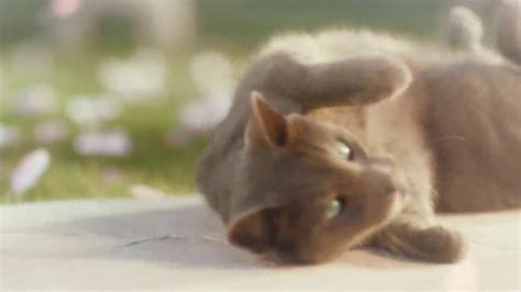 Hannah betrand signed 2 days ago grace signed recently sign petition. Sheba TV Commercial, 'Cat Heaven' - iSpot.tv
