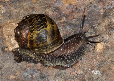 Use around flowers, gardens, vegetables and fruit trees. Garden Snail | NatureSpot