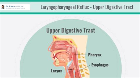 How To Identify And Treat Laryngopharyngeal Reflux Lpr