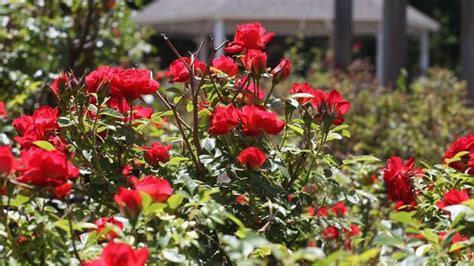 Julia Davis Park Rose Garden Being Rearranged Not Torn Out Idaho