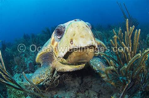 Loggerhead Sea Turtle Photo Image
