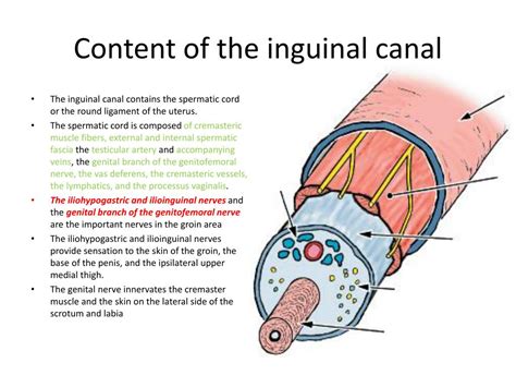 Ppt Inguinal Femoral And Scrotal Regions Powerpoint Presentation