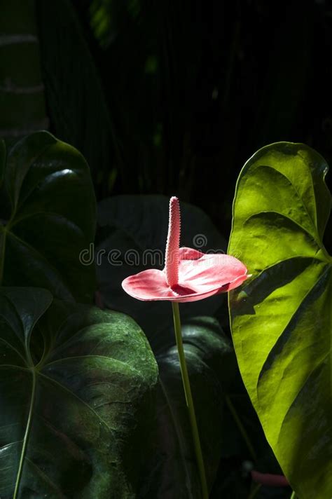 Exotic Red Waxy Leaf Flamingo Flower Anthurium Growing In The Garden Or