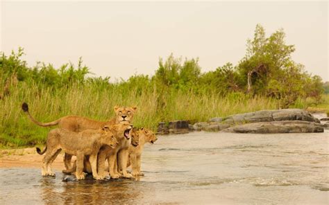 Timbavati Private Game Reserve Iconic Africa Game Reserve Kruger