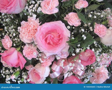 Pink Roses And Carnations With Babies Breath Stock Image Image Of