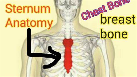 የ ጡትየደረት አጥንት እስተርነም Sternum Chest Bonebreast Bone Anatomy Youtube