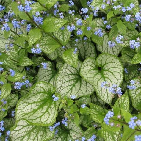 Brunnera Macrophylla Jack Frost