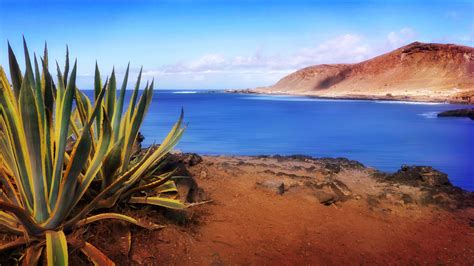 Photo Of Snake Plant Beside Body Of Water Gran Canaria Hd Wallpaper