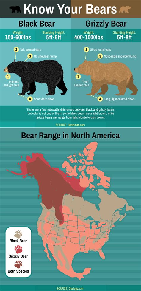 The Ultimate Guide To Bears