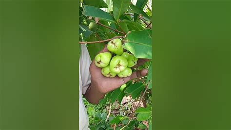Beautiful Jamrul Fruits Youtube