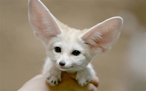 The Fennec Fox Or Fennec Is A Small Nocturnal Fox Found In The Sahara