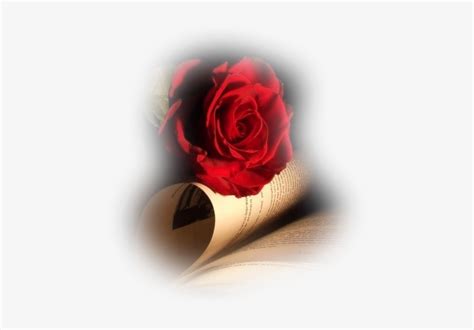 Feliz Día De Las Madres Rose And Book Background
