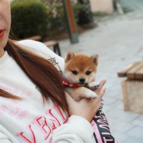 All products from shiba inu mini category are shipped worldwide with no additional fees. Sophia - Female Teacup Shiba Inu | Mini Teacup Puppies