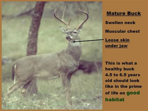 Aging Deer In Texas 16 Aging Bucks On The Hoof
