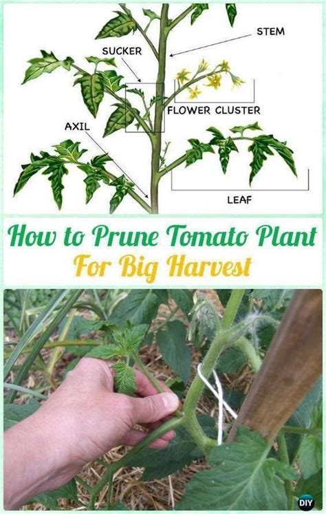 How To Prune Tomato Plants Tomato Pruning Pruning Tomato Plants