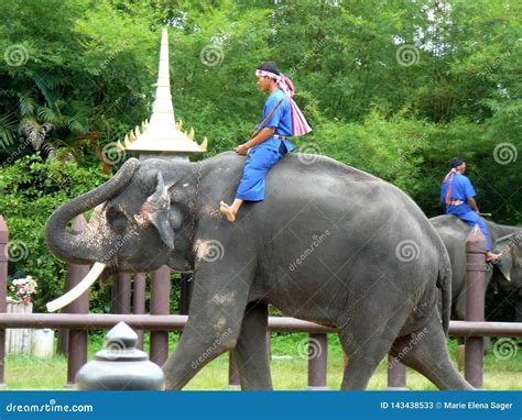 Young Thai Men Riding Elephants At Animal Park Editorial Stock Photo