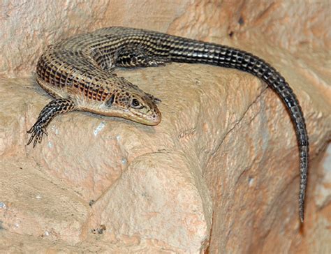 Plated Lizard Facts And Pictures Reptile Fact