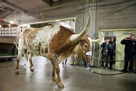 People Cant Stop Joking About Bevo The Longhorn Charging At Uga The