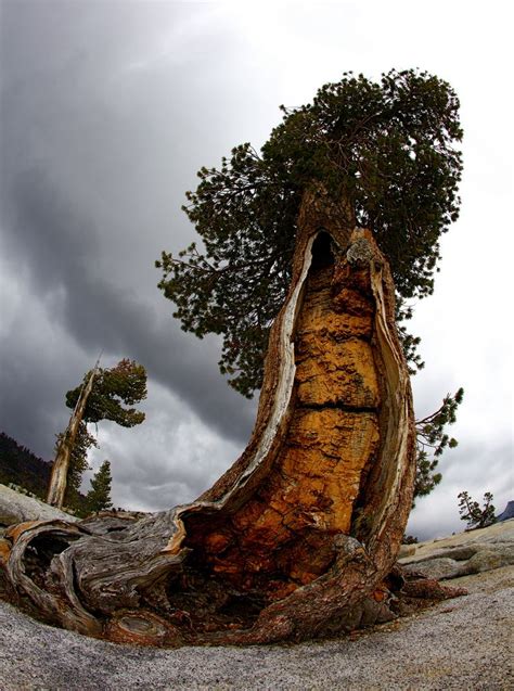 4000 5000 Year Old Bristlecone Pine Yosemite High Country
