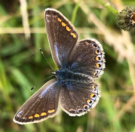 Common Blue Dorchester Dorset Butterflies