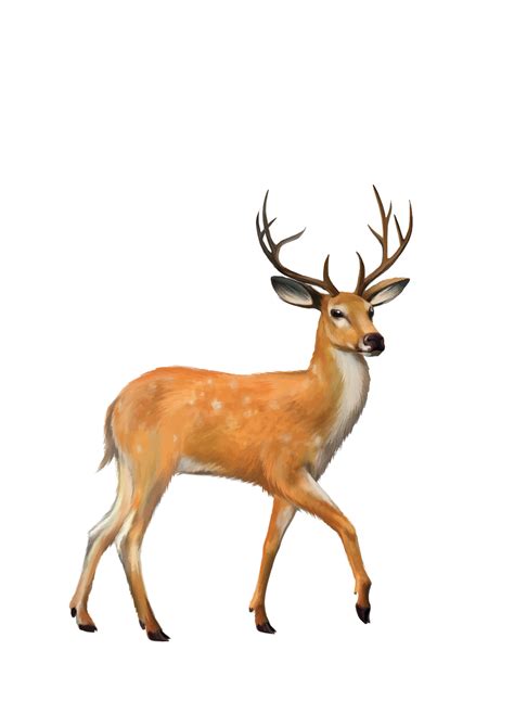 Deer Mammal Png Images Transparent Background Png Play