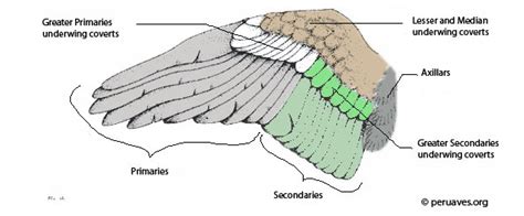 Parts Of A Bird Flight Feathers Avian Report