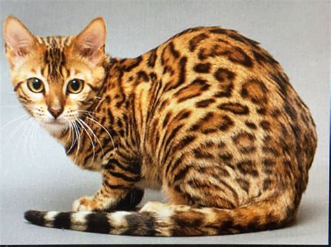 Pin By Gee Trix On Everyday Cat Asian Leopard Cat Types Of Cats