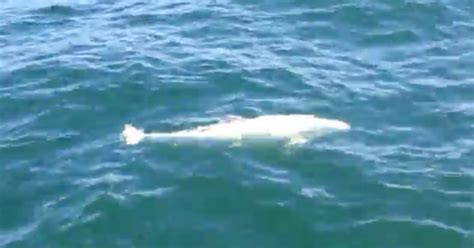 Watch Lucky Footage Shows Rare White Porpoise In The Wild Cnet