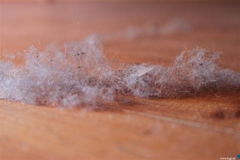 Die milben in ihrer matratze hinterlassen täglich 40 millionen kotkugeln auf denen sie schlafen und lassen sie ihre matratzen, kissen und bettinlays 1 mal pro jahr professionell von milben befreien ! Ungebetene Untermieter: Milben, Wanzen, Silberfische & Co ...