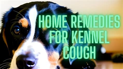 5 Amazing Home Remedies For Kennel Cough Youtube