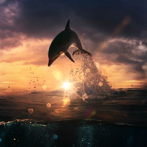 Dolphin At Sunset Jumping Out Of The Water Image Abyss