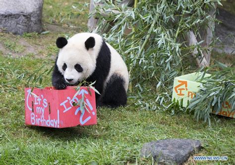 Canadian Born Giant Panda Twins Celebrate 2nd Birthday At Toronto Zoo