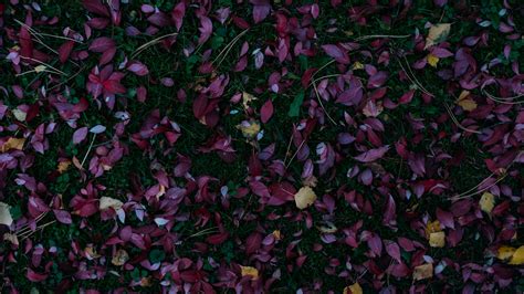 Download Wallpaper 3840x2160 Leaves Autumn Grass Fallen