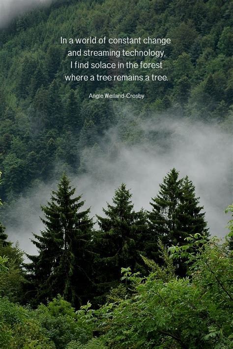 Nature Quotes For The Wandering Soul Nature Quotes Trees Nature