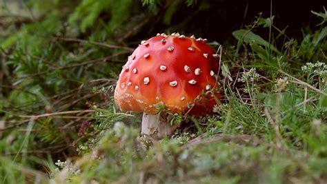 Bright Red Poisonous Mushroom Toxic Mushroom Amanita