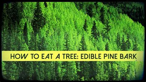 How To Eat A Tree Edible Pine Bark Shtf Prepping And Homesteading Central