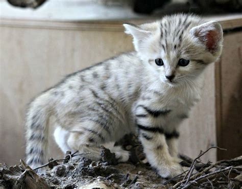 Baby Sand Cats At Zoo Brno Are Cute As A Button
