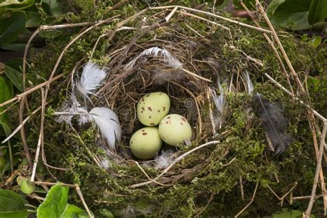 Birds Eggs In A Nest Stock Photo Image Of Hatch Life 55413880