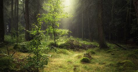 K Ultra High Resolution Forest Wallpapers Top Free K Ultra High Resolution Forest
